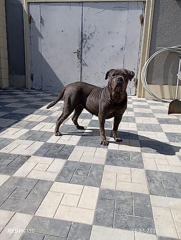 zvonok it: Kane-Korso, Dişi — 1