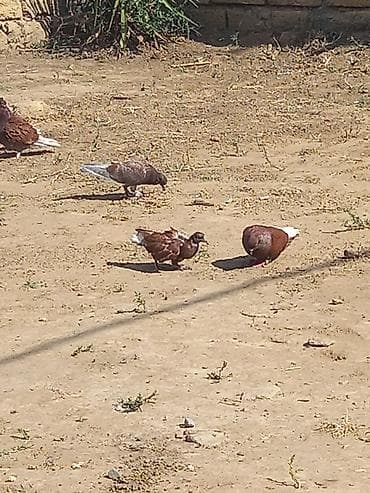 qızıl quş: Qirmizi ag quyrug maya sonu 15 m qizgin mayadi — 2