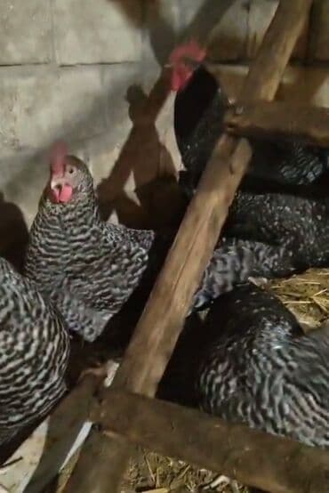 Inəklər, öküzlər: Toyuq, Damazlıq, Ödənişli çatdırılma — 1