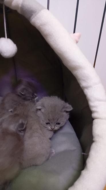 boz pişik: Britan, Erkək, Dişi, Yaxşı əllərə, Ünvandan götürmə, Pulsuz çatdırılma, Ödənişli çatdırılma — 5