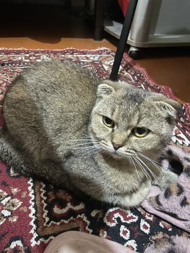 вислоухие коты серые: Шотладская вислоухая, Самка, Платная доставка — 2