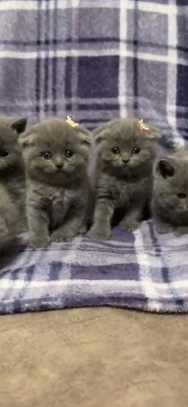 pişik: Şinşilla, Erkək, Dişi — 2