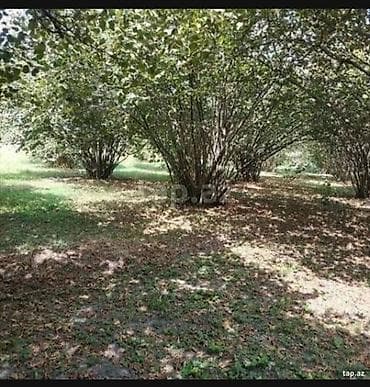 xacmaz torpag: 38 sot, Kənd təsərrüfatı, Kupça (Çıxarış) — 1