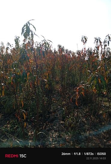 dekorativ yonca toxumu: Meyvə ağacı tingləri – müxtəlif sortlar - Məhsul: Meyvə bağları üçün — 4