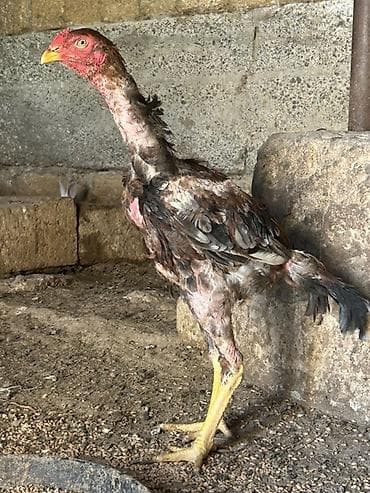 quş yarım tip: Cinsdi qanli heyvandi bosbos adamlar yazmasin kul qrmizi dosab fevral — 1
