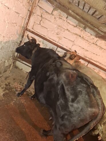 Qoyunlar, qoçlar: Məhsul: Mal-qara (inək) qisir inekler 1650 den deyirem Təsvir: - — 5