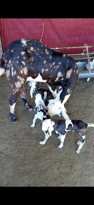 seki heyvan: Nümunəvi süd və çoxbalalılıq potensialı olan keçi və bala dəsti - — 1