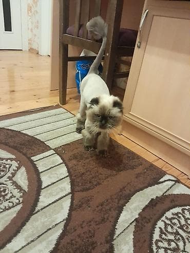 pişik alıram: Himalay siam qarisiqi pişik 
 8 ayliq — 3