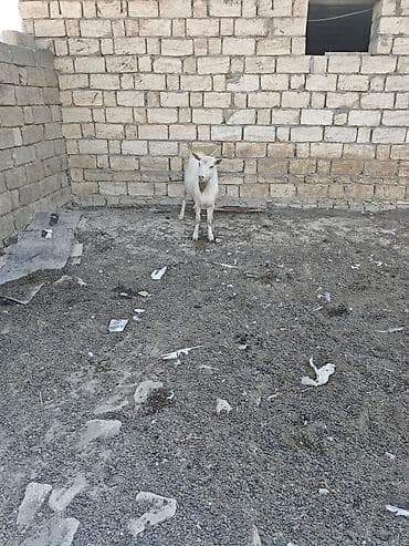 keçi: Her ikisi satilir. fevralda 2yasdari olacag. heyvanlar qobu kendindedi — 4