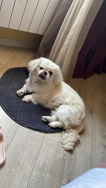 пекинес цена в баку: ⚠️ DİQQƏT – NOVXANIDA İT İTİB! ⚠️ Ağ pekines! 11 iyun tarixində, saat — 2