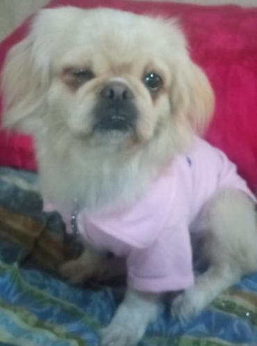 Pekines, 2 il, Dişi