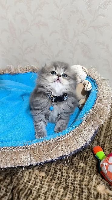 Şotland uzun tüklü