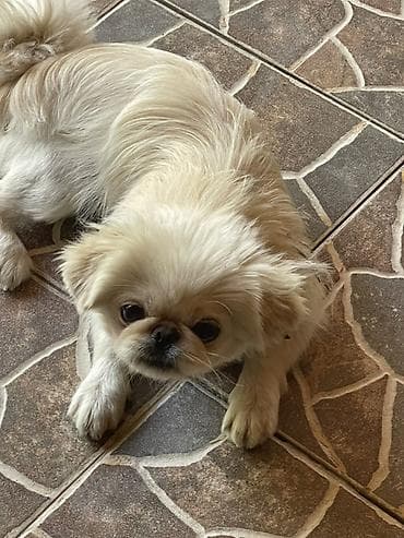 balaca cins itler: Pekines, 1 il, Dişi, Cütləşmə üçün, Ünvandan götürmə — 1