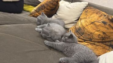 британские котята купить: Британская, В добрые руки — 1