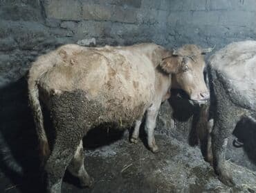 Satışa iri buynuzlu heyvanlar - Növ: inək - Say: 2 baş (şəkillərdə lalafo.az -da Satışa iri buynuzlu heyvanlar - Növ: inək - Say: 2 baş (şəkillərdə