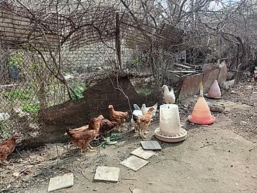 Pişiklər: Satılır: həyətyanı saxlanılan toyuqlar və quşçuluq avadanlığı — 1