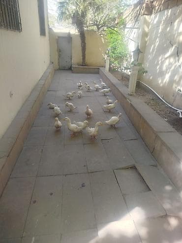 en boyuk itler: Salam gördüyünüz Pekin ordeklerin Satıram Təcilli Şəraitim olmadığı — 3