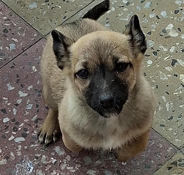 it balasi satisi: Təmiz zvanok ailəsi satılır. Super saglam itlərdi. Bala 60 günlükdü — 2