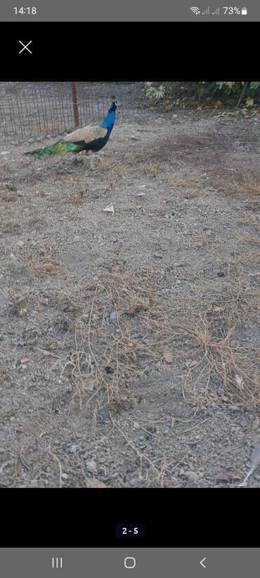 babil quşu: Məhsul: Tavus quşu (erkək) Xüsusiyyətlər: - Parlaq mavi boyun və baş — 3