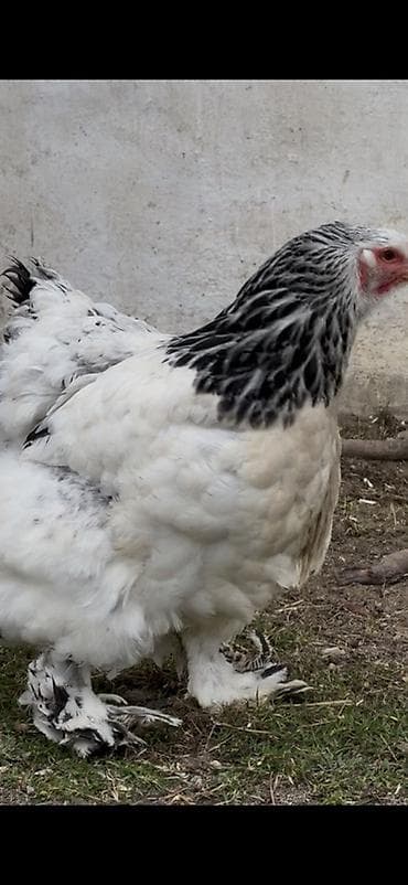 Quşlar: Toyuq, Brama, Damazlıq — 7