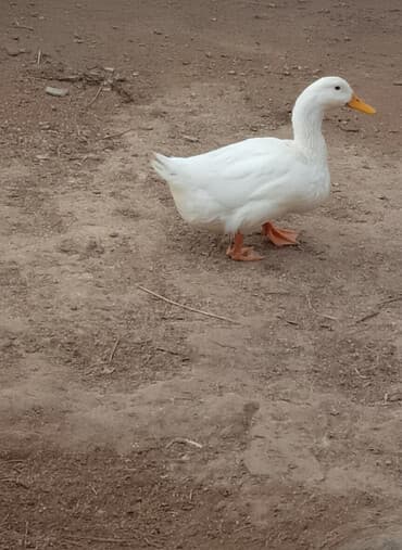 Gəmiricilər: 5 ayliq pekin ordekleri unvan Nardaran — 2