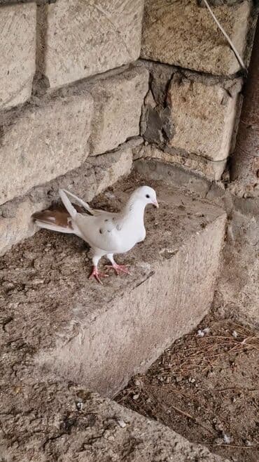 Информатика: Goyercin 20 manata — 3