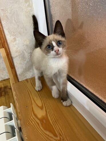 возьму котенка в добрые руки: Yaxşı əllərə — 2