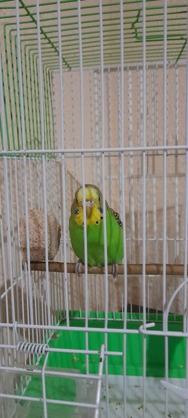 кольчатый попугай цена: Salam tekdi qefes qarisig satilir — 1