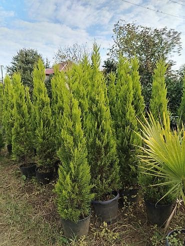 пластик окна: Bağ və landşaft üçün dekorativ bitkilər – müxtəlif növ əkilməsi hazır — 10