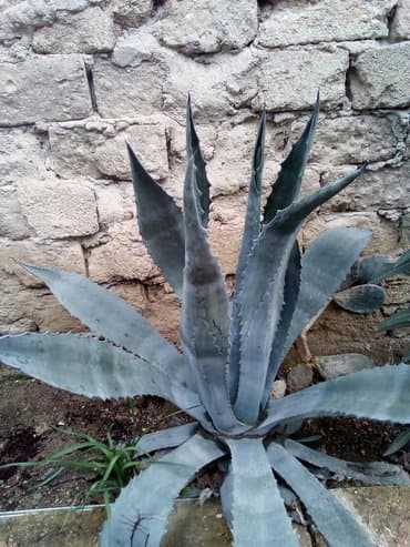 Digər bitkilər: Bag ucun kaktus aqava satilir. Qiymeti 6 azn. Boyuk satilmir. Sadece — 1