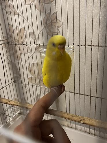 Quşlar: Qəfəslə birlikdə satılır Tam sağlam Lutino valinist .Dişi quşdu ələ — 4