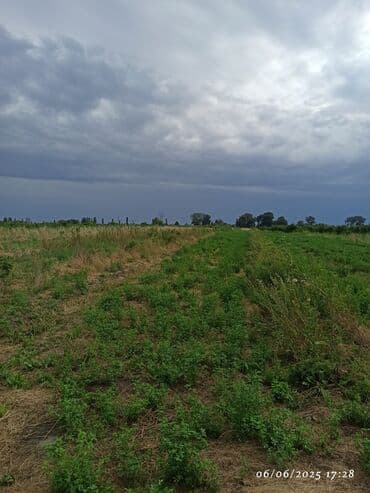 142 sot, Kənd təsərrüfatı, Mülkiyyətçi, Kupça (Çıxarış)