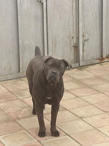 kucə iti: Kane-Korso, 1 il, Dişi — 3