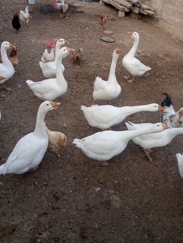 rus inekleri: Ağ qaz sürüsü satışdadır - Növ: Ağ ev qazları (rus qazı linda ) - — 2