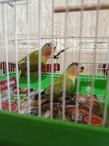 2 eded bala nirazlucnik. bilen bilir qirmizi bas balalar. nir ededi 40