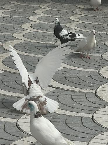 goyərclər: Damğalı göyərçinlər – dekorativ və uçuş üçün - Rənglər: ağ, qara-ağ — 4