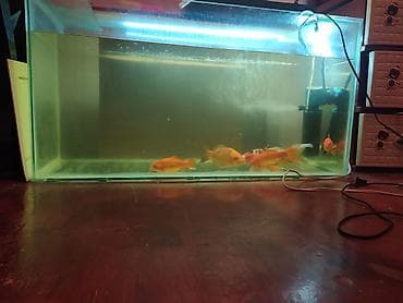 akva: Akvarium satılır 2 ədəd 1 metr, 2 ədəd 50 santım, 2 ədəd 40 santım — 5