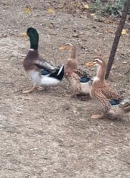 ördək balası və cücə: Dişi, | Kuban, Damazlıq, Pulsuz çatdırılma — 2