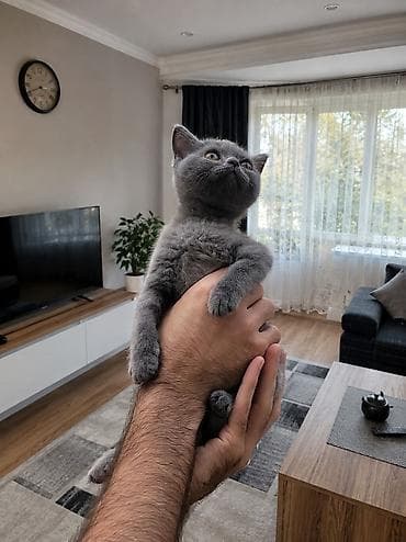 russian blue: Britan — 1