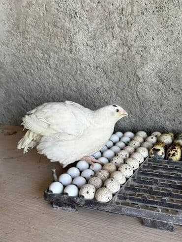 ad gunu hediyyeleri qadin ucun: Bildirçin yumurtası. 0.20 qəpik. çox sayda alındıqda aşağı qiymətlə — 5