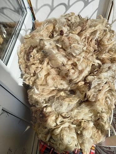 Təbii qoyun yunu 10 kq 1 kq 2.40 qəpik - Rəngi: krem-bej