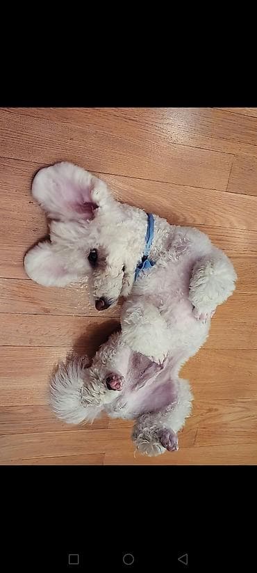 mini poodle: Pudel, 6 ay, Erkek — 2