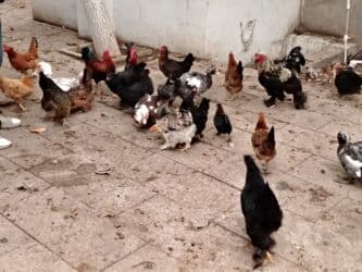 yerli inekler: Başlıq:Ev quşları Təsvir: Həyət quşları satılır: - Ördeyin xoruzu – — 13