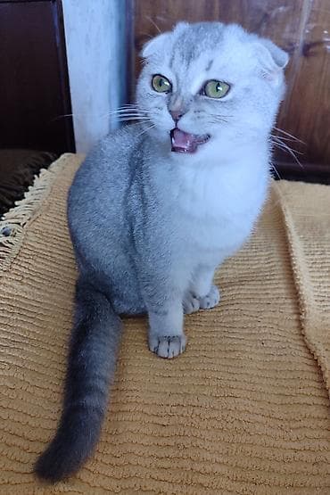 sinsila pisik: Şotland, Erkək, Dişi, Ünvandan götürmə — 7