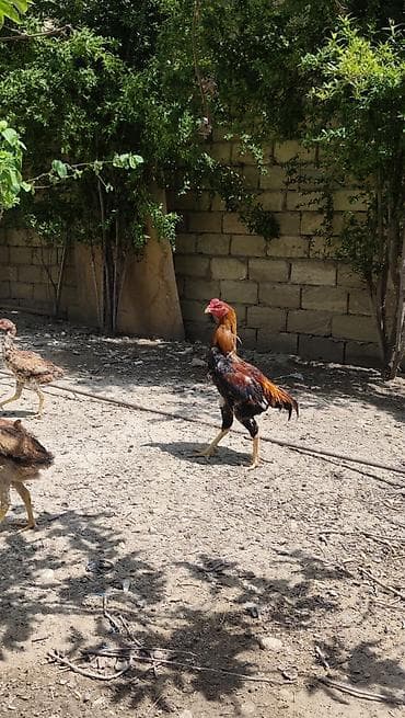 hinduşka balası satışı: Salam.6 yawinda 800 manata damazliq alinan Özbəkistan dan gelme — 7
