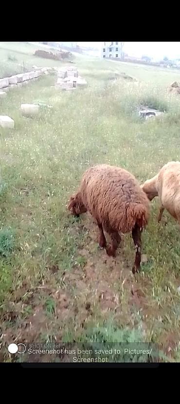 qoyun: Qurbanlıq quzular istəyən olsa əlaqə saxlasın diri çəki 10 manatdan — 2