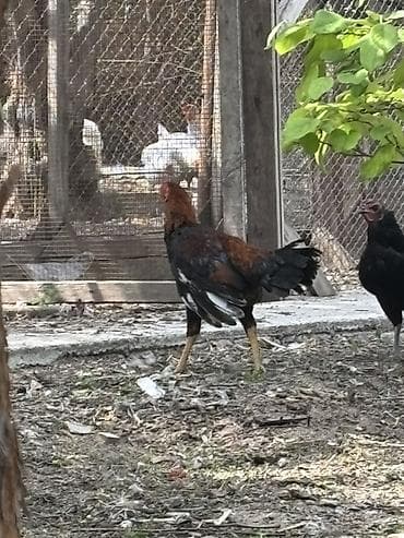 toy pudel mini: Xoruz, Heyratı, il: <1 — 4