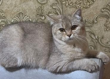 scotland pisikler: Ev pişiyi – yumşaq tüklü, qısa tük örtüyü, krem‑boz (bej-boz) rəng — 1