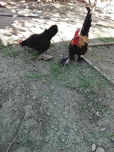 qus iran: Toyuq, Damazlıq — 7