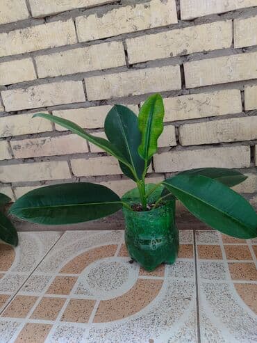 продам фикус бенджамина: Fikus — 5